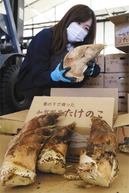 タケノコ 旬だね 野田で出荷開始 北陸中日新聞web
