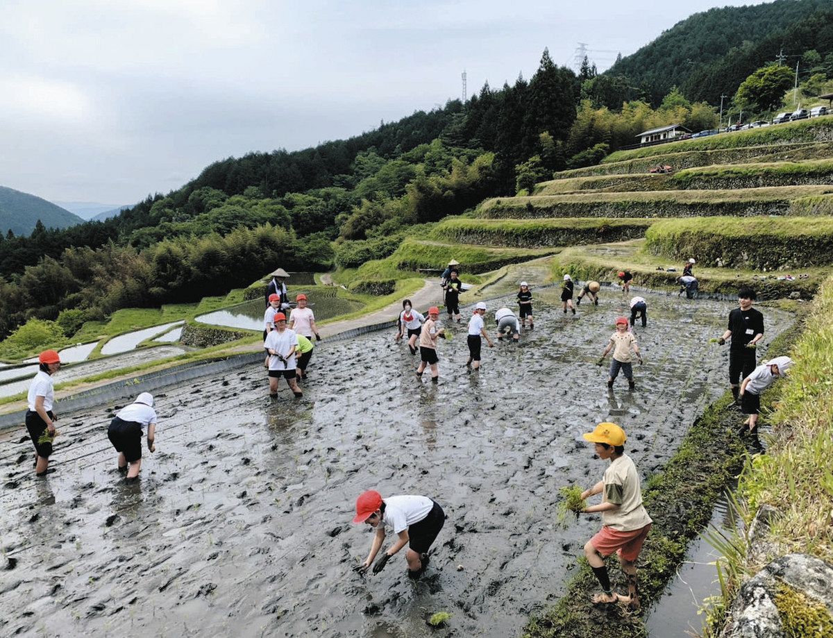 坂折棚田で田植えを楽しむ児童たち＝恵那市中野方町で
