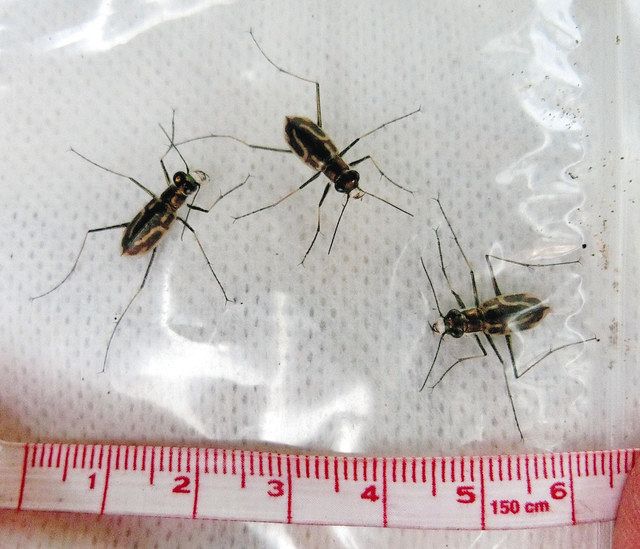 イカリモンハンミョウ 柴垣海岸で今季初確認：北陸中日新聞Web