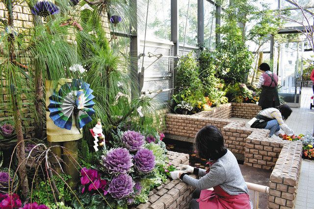 温室花壇もお正月の装い 春日井 都市緑化植物園で植え替え 中日新聞web