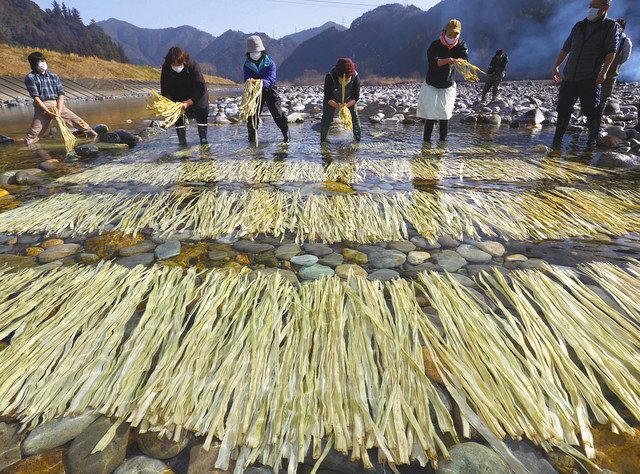 美濃手すき和紙の原点のコウゾ 板取川で「寒ざらし」：中日新聞Web