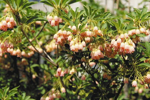中津川市の花 サラサドウダン 選定５０年 当時の広報に記述 中日新聞web