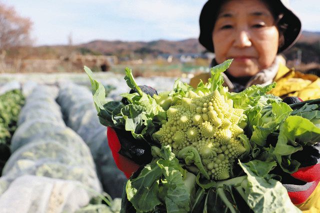 ロマネスコをクリスマスの食卓に 特産化目指すｊａ尾東がｐｒ 中日新聞web