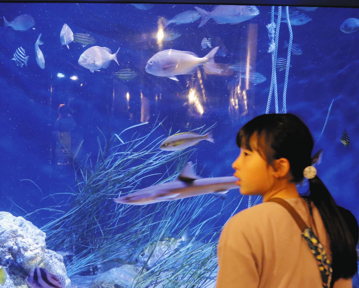 竹島水族館の「既存棟」がリニューアルオープン コツメカワウソも