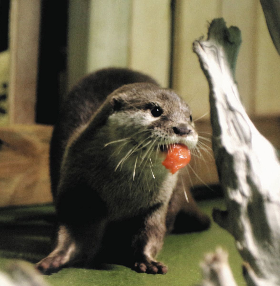 竹島水族館の「既存棟」がリニューアルオープン コツメカワウソも