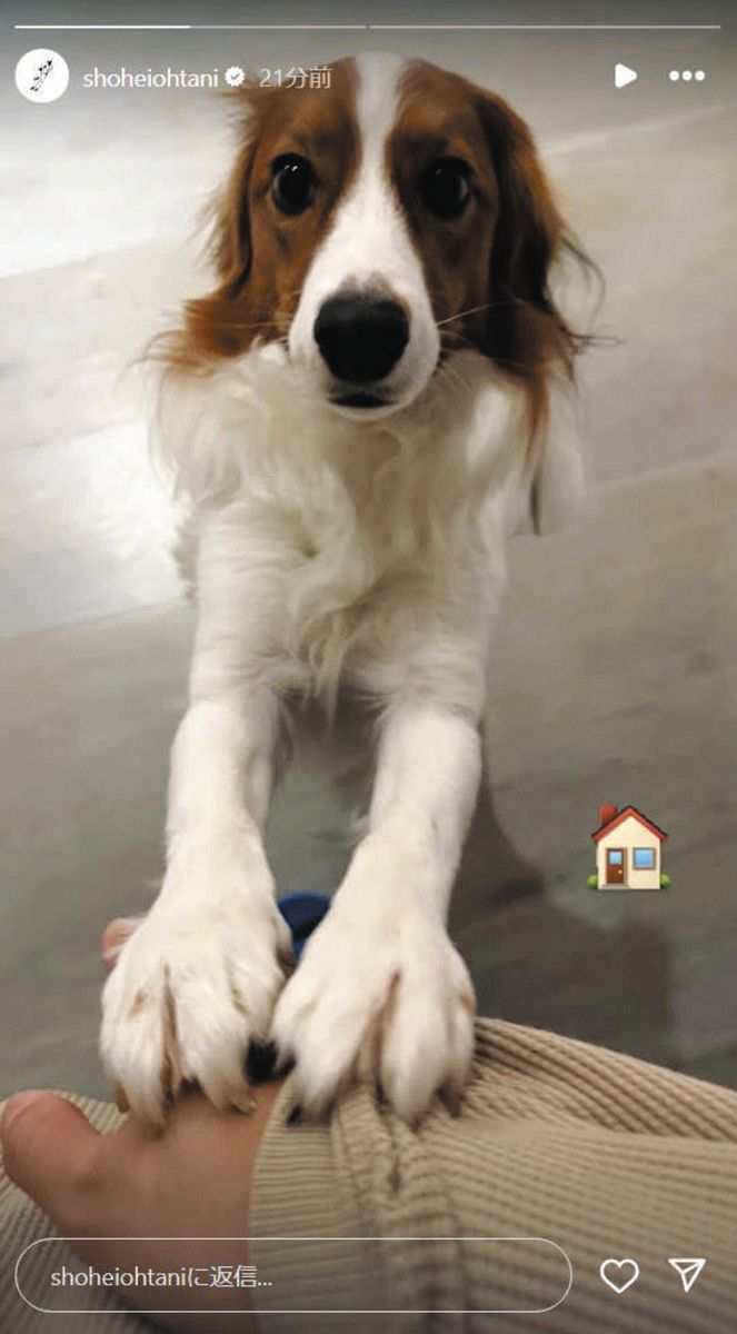 ◇デコピン、つぶらな瞳で『お出迎え』【写真】：中日スポーツ・東京中