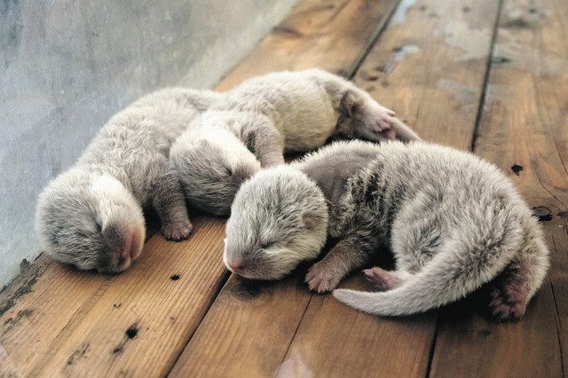 コツメカワウソ３匹誕生 鳥羽水族館、雌の「はな」に弟たち：中日新聞Web