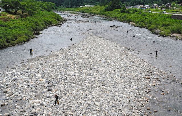 岐阜長良川中央漁協が一斉解禁 群れアユに照準 板取川で30匹超、長良川で20匹 サイズは最大20センチ：中日スポーツ・東京中日スポーツ