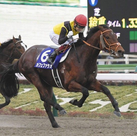 馬体が大きくなり 賢さも備えた カフェファラオ Nz出身の牧場代表が驚いた 村本浩平コラム 中日スポーツ 東京中日スポーツ