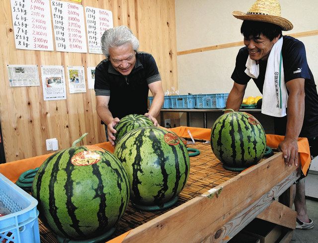 スイカ苦労乗り越え 入善高生 四角い「ジャンボ」初成功：北陸中日新聞Web
