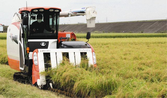 収穫が始まった「なつきらり」＝西尾市奥田町で 