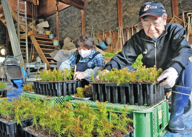 県内苗木生産 新たな挑戦 コンテナ 導入 作業負担軽減へ 日刊県民福井web