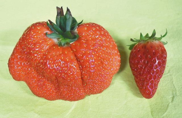 大関イチゴ で家族だんらん 関 ふる里農園美の関で販売 中日新聞web