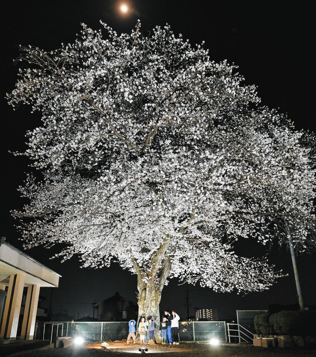 見事な花のボリューム 可児・徳野の一本桜：中日新聞Web
