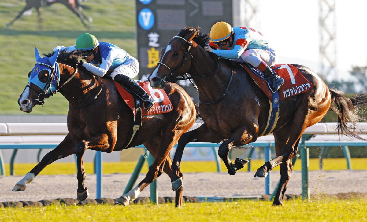 全18頭出走馬券(優勝馬アドマイヤコジーン／旧馬券) 朝日杯