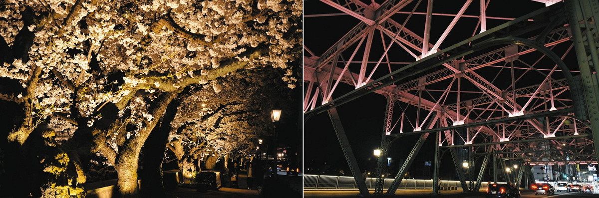 夜桜 犀川で楽しんで 「犀星のみち」並木と犀川大橋を点灯：北陸中日