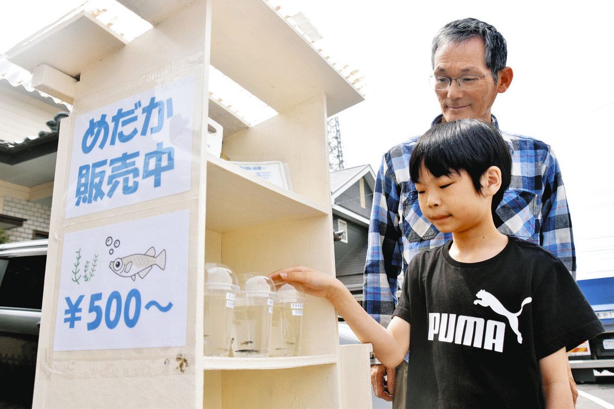 メダカ無人販売売れたかな？ 小6が「会計係」、祖父は「飼育係」で 