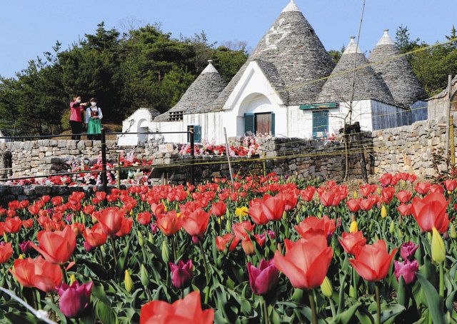 白い壁にチューリップ鮮やか リトルワールド イタリアの家 中日新聞web