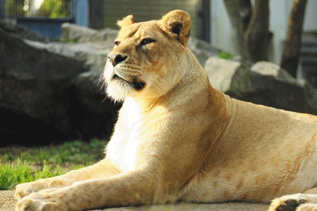 雌ライオン アンニン死ぬ いしかわ動物園 北陸中日新聞web