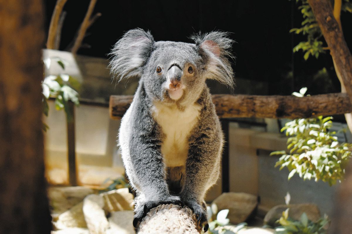 東山動植物園のコアラ「ななみ」天国へ 木から木へ活発に跳び移る姿が
