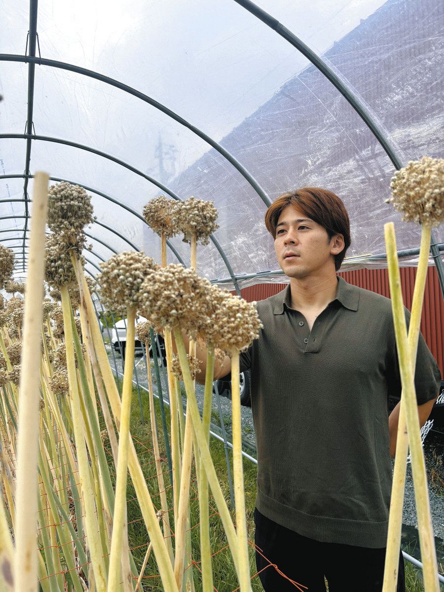 葱坊主 葱坊主 写真素材 [3092078] - フォトライブラリー