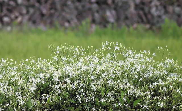 白い花 日差し受け輝く 紀北で仙人草が９月下旬まで見頃 中日新聞web