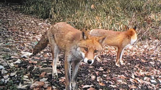 子ギツネコンコン通ります 東浦の豊田自動織機工場：中日新聞Web