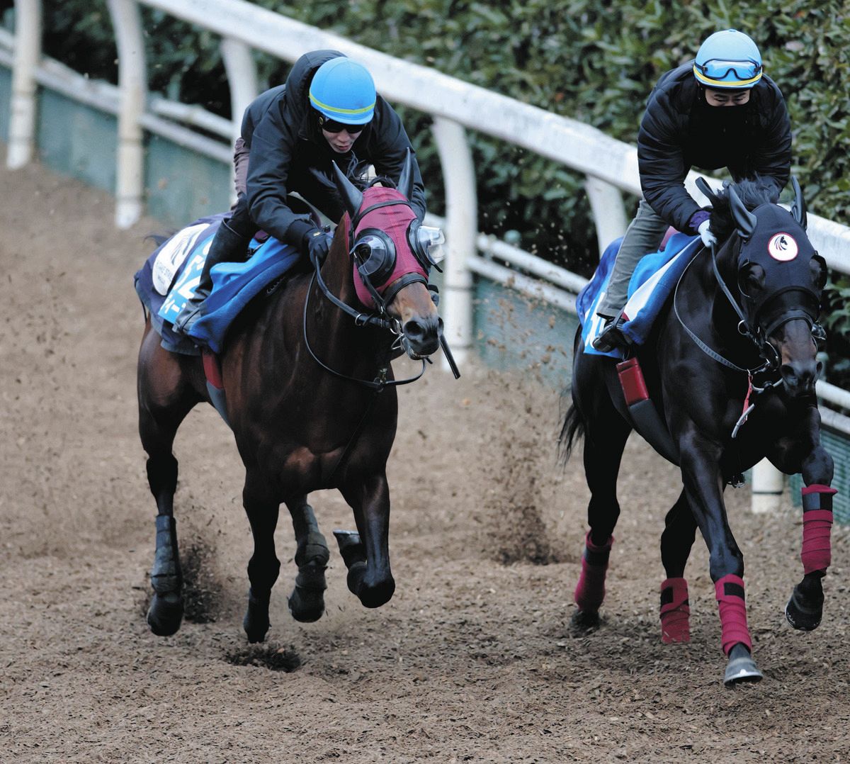 シルクロードS・追い切り】京阪杯に続き重賞狙うエーティーマクフィは栗東坂路で併せ55秒9―12秒3  富田騎手「集中して動けていました」：中日スポーツ・東京中日スポーツ