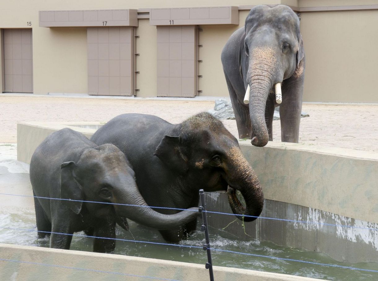 ２０２６アジアゾウ　大きな木の一刀彫でしょうか台から高さ約36cm 天王寺動物園でゾウ公開 8年ぶり、新エリアも：中日新聞Web