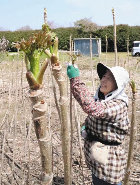 陽春のタラの新芽が食べ頃 鈴鹿：中日新聞Web