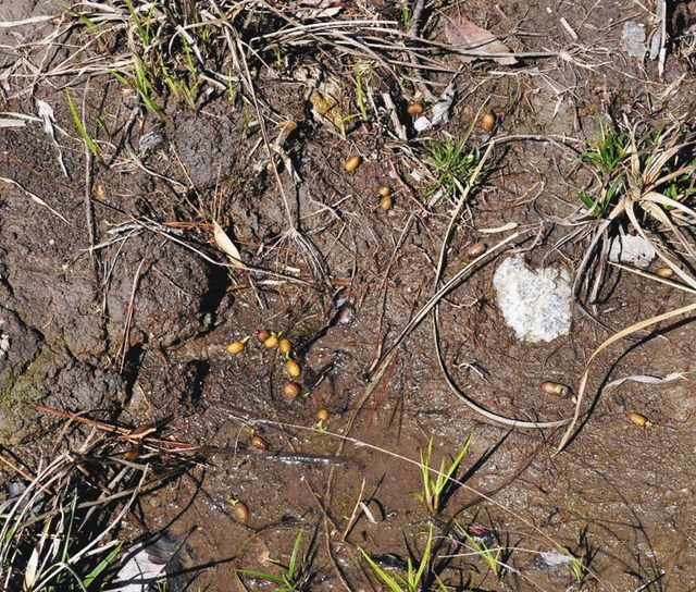 植物持ち込まず生態系守れ 豊橋 葦毛湿原に園芸種のサギソウ 中日新聞web