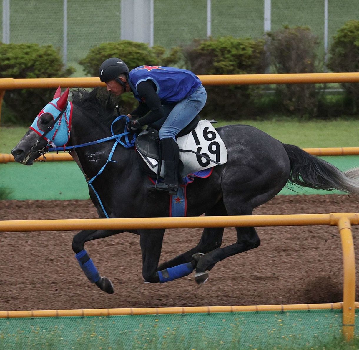 シルクロードS・追い切り】10カ月ぶり実戦ビッグシーザー坂路で躍動  骨折明けも西園正師「筋肉ムキムキ…思った以上に仕上がっています」：中日スポーツ・東京中日スポーツ