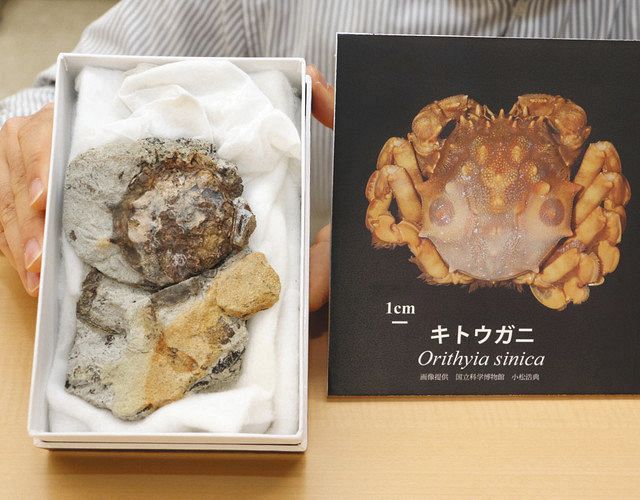 岐阜・瑞浪で新種のカニ発見 「エイキガニ」と命名、中国の現生種の仲間：中日新聞Web