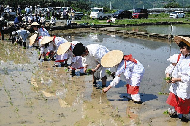 白装束姿でお田植え祭 浜松市 井伊谷小児童 中日新聞しずおかweb