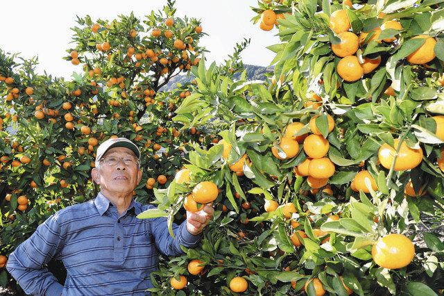 すっきりさせます ６３ ミカン栽培の北限 なぜ南濃 中日新聞web