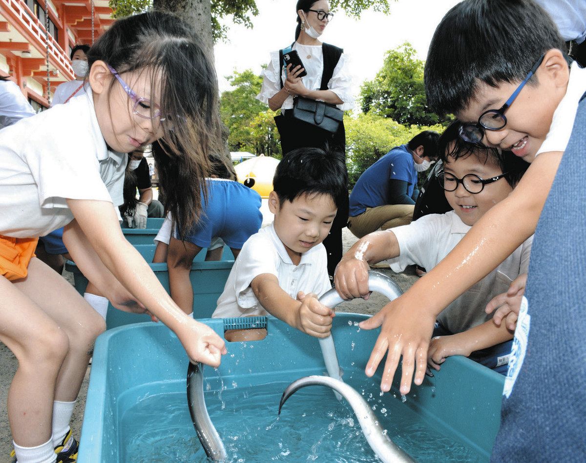つかみ取り！ ぬるぬる」「楽しい」ウナギつかみ取り：中日新聞しずおかWeb