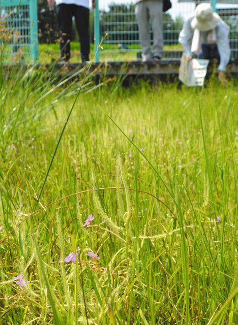 県天然記念物の希少な食虫植物を公開 豊明の保護地 期日限定で 中日新聞web