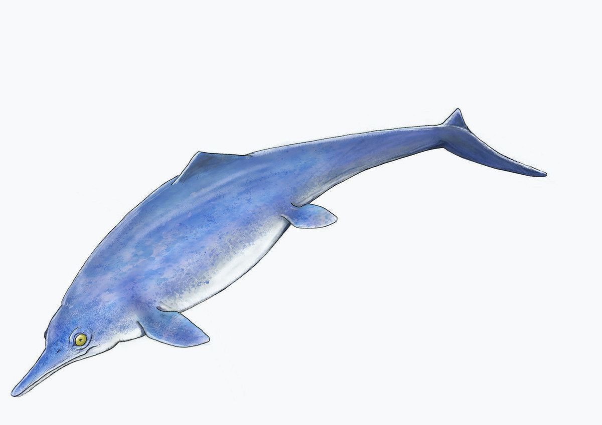 化石魚 フレーム付き 5000万年前(新世代/第三紀•始新世) 科学博物館 土産 夏休みに行こう！特別展「よみがえるチバニアン期の古生物」化石