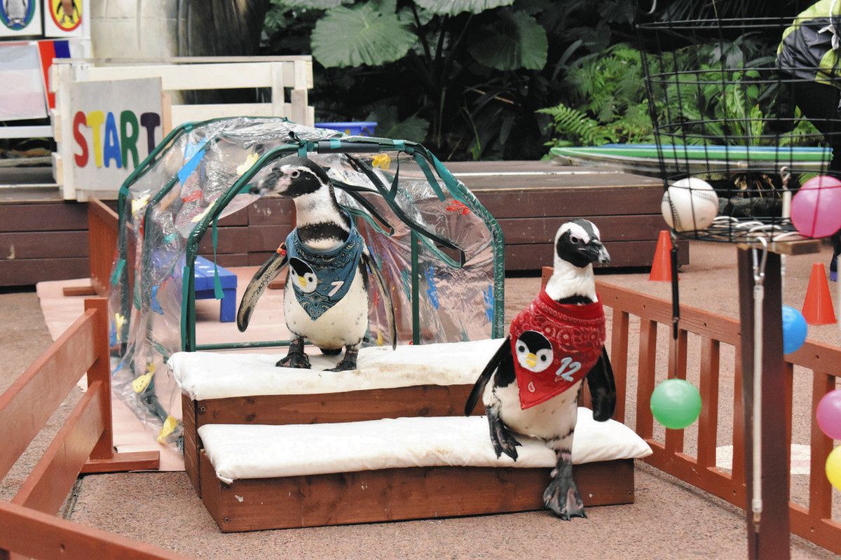 リーメントよちよちパラダイス5種類ぷちやんちゃくらぶ