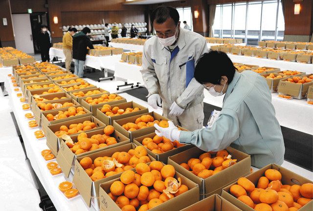 県貯蔵ミカン品評会 農水大臣賞に山本さん（JAみっかび）：中日新聞