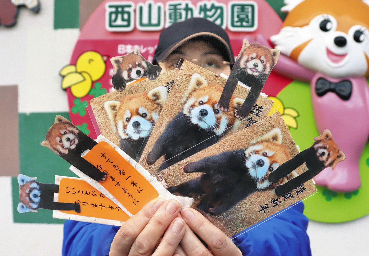 レッサーパンダカード、１日から先着順配布 鯖江・西山動物園：中日新聞Web
