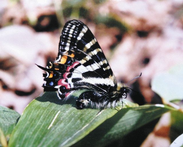 神奈川県秦野市産ギフチョウ♀