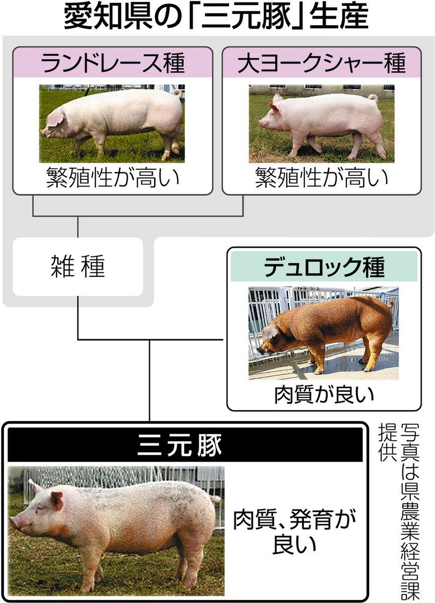 豚 JAPAN X 豚ひき肉 宮城県産ブランド豚（細挽き3mm中挽き5mm粗挽き5mm
