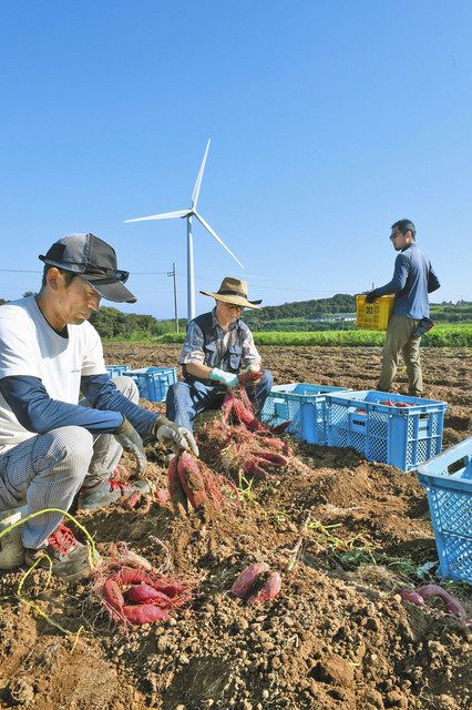 畑から味覚の秋到来　あわら「とみつ金時」収穫：中日新聞Web - Vimarsana News