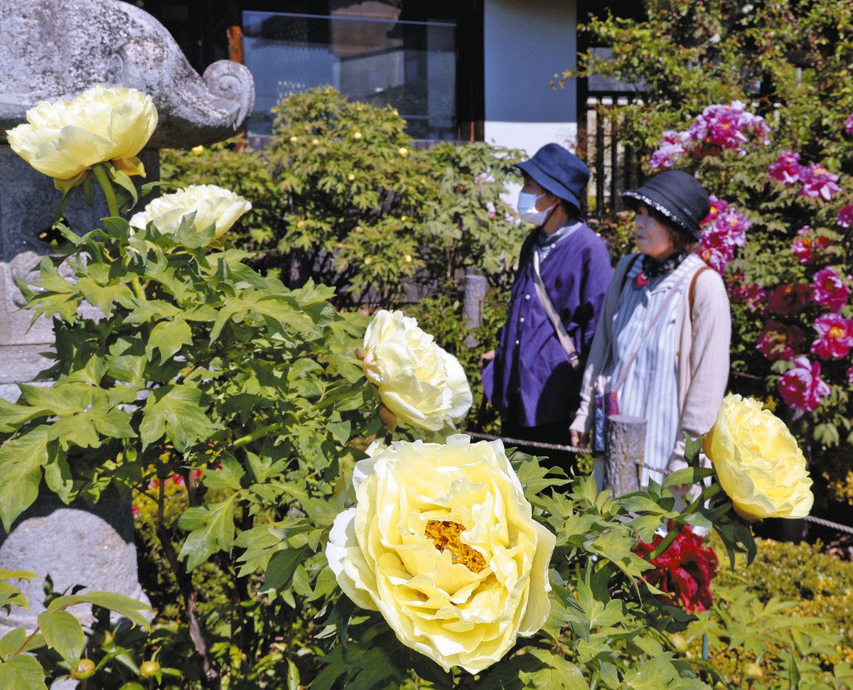 花の王者ボタン咲き誇る 松本・玄向寺で見頃：中日新聞Web