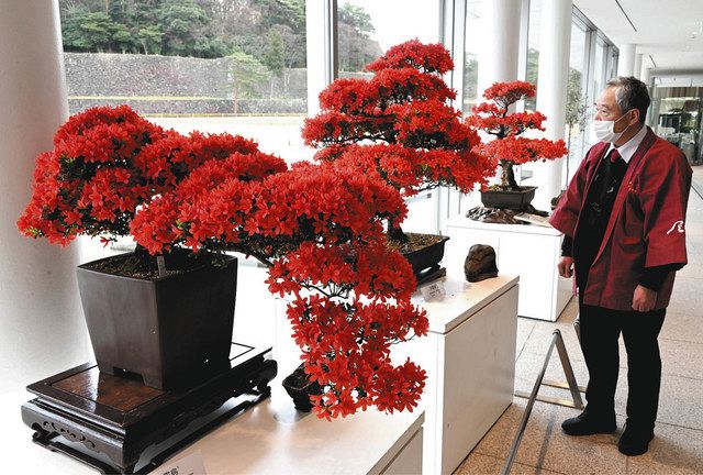 のとキリシマの美 堪能できる展示会 しいのき迎賓館：北陸中日新聞Web