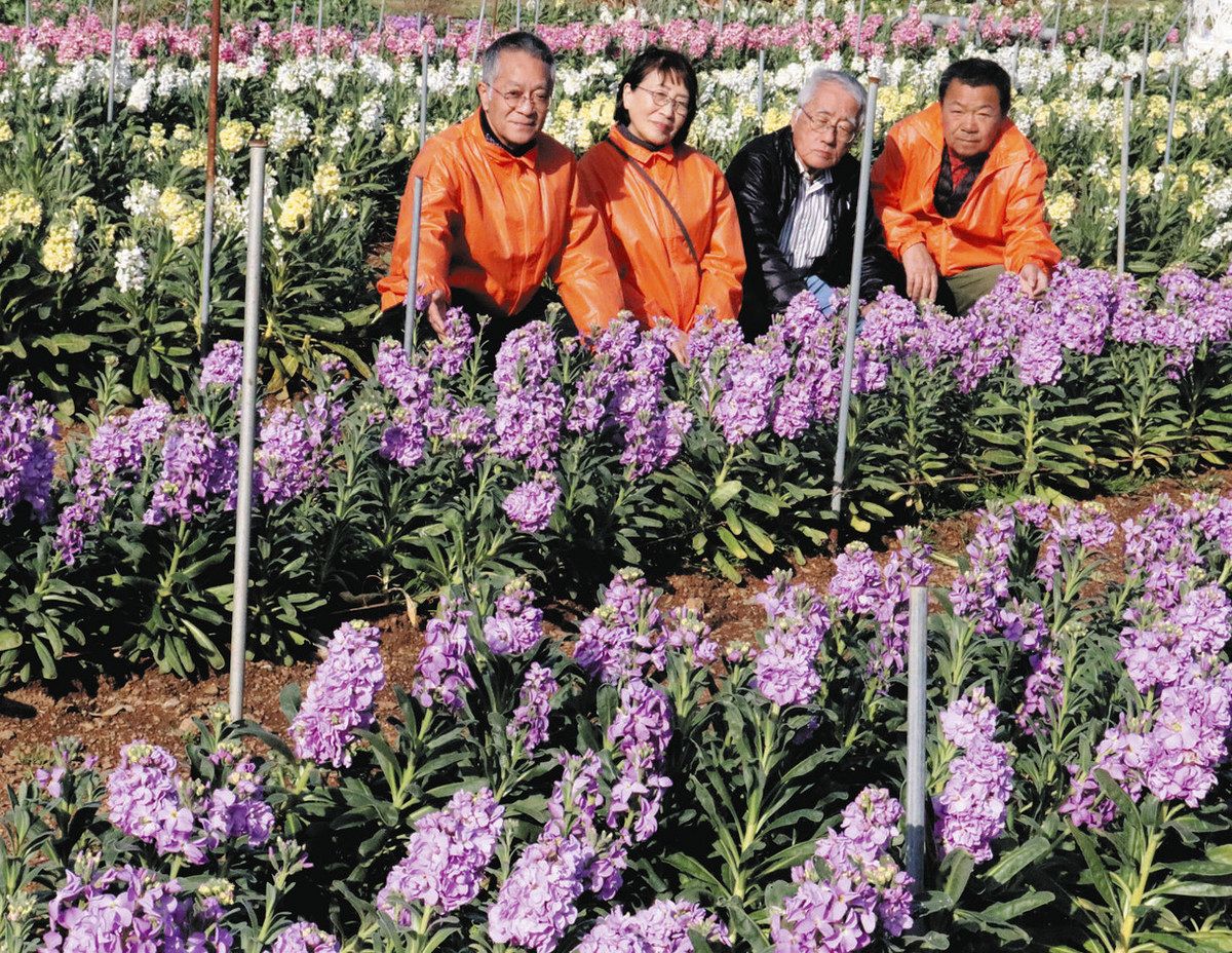 ストックの花摘み体験いかが 田原の遊休農地で2日から：中日新聞Web