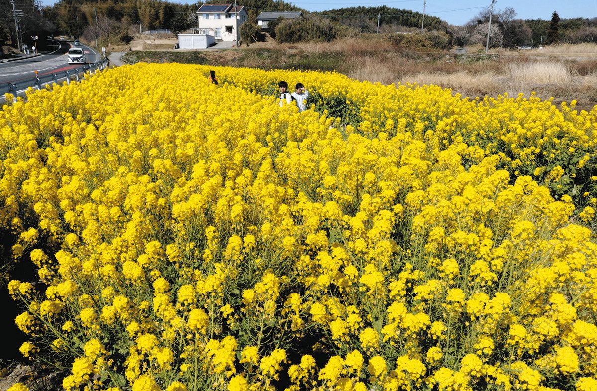 心躍る菜の花のトンネル 常滑で見頃：中日新聞Web