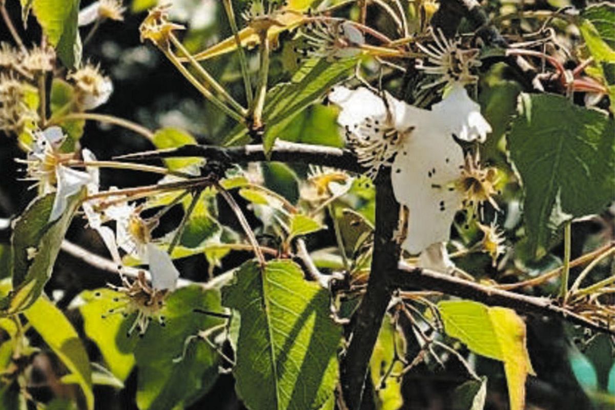 希少樹木イヌナシ、三重県桑名市の山林で若木が花咲かす 保全活動開始