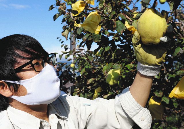 諏訪のかりん並木 ほんのり甘い香り マルメロ収穫 中日新聞web